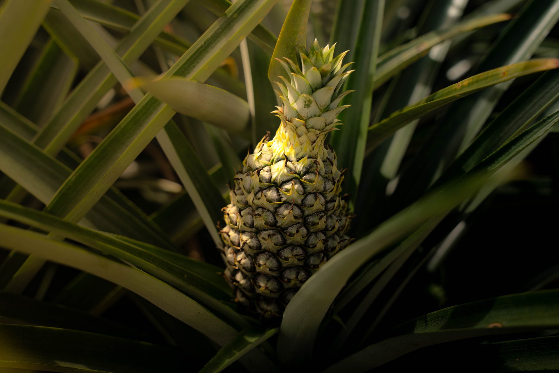 Pineapple 4